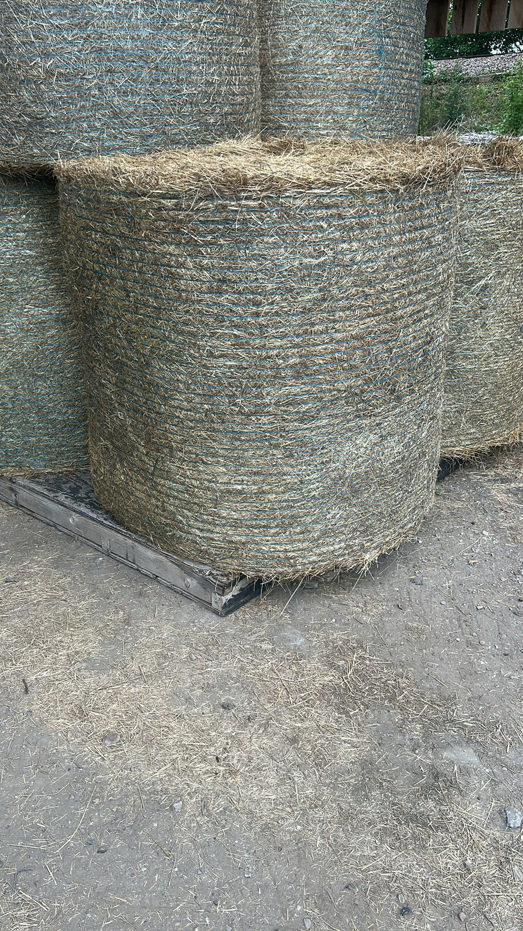 Meadow hay ROUND bales