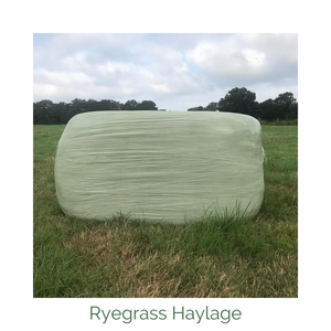 Ryegrass Haylage